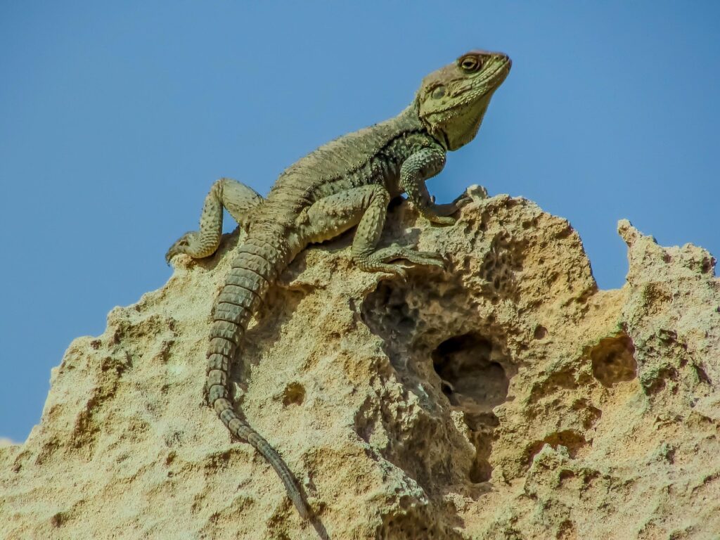 reptile, nature, lizard, wildlife, animal, stellagama stellio cypriaca, endemic, kurkutas, adaptation, fauna, cyprus, lizard, lizard, lizard, lizard, lizard, adaptation, adaptation, adaptation, adaptation, adaptation
